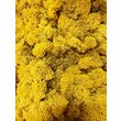 Licheni decorativi stabilizati - precuratati - 100 gr. - diferite culori - Phoce