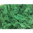 Licheni decorativi stabilizati - precuratati - 100 gr. - diferite culori - Phoce
