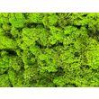 Licheni decorativi stabilizati - precuratati - 100 gr. - diferite culori - Phoce