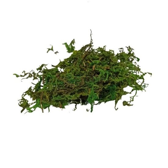 610091 Muschi de iarba