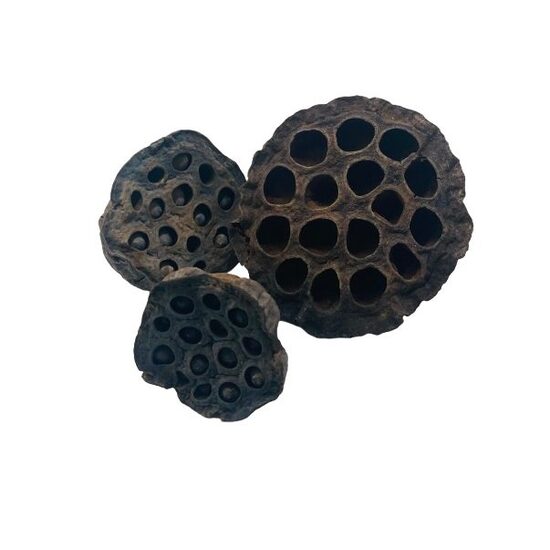 Set 50gr plante uscate - lotus - ANDA