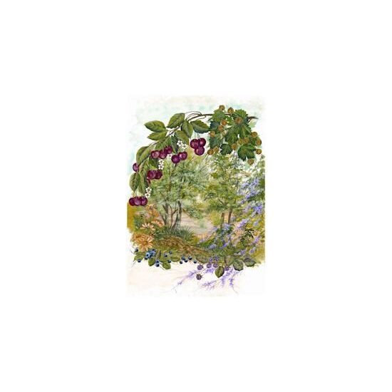 Hartie de orez - COD.038 - SOTTOBOSCO - 35X50