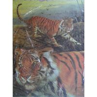 2A124 - Hartie decupaj 25x35cm - ARTE - tigre