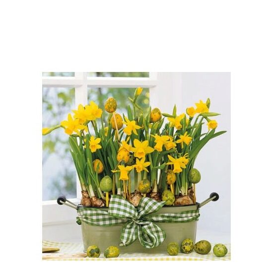 PAK351 - Pachet 20 servetele 25 x 25 cm - Ambiente - 22501605