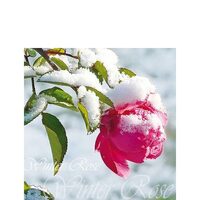 PAK171 - Pachet 20 servetele 25 x 25 cm - Ambiente - 12507920