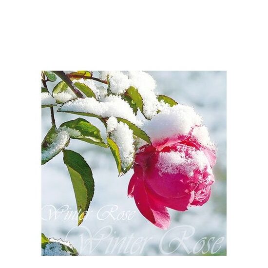 PAK171 - Pachet 20 servetele 25 x 25 cm - Ambiente - 12507920