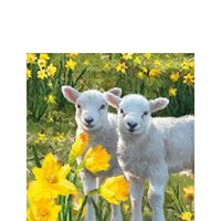 PAK373 - Pachet 20 servetele 25 x 25 cm - Ambiente - 12510120