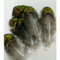 Set 10 pene de Paun naturale, 7-8cm - 357124